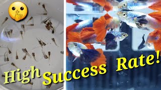 7 SECRETS Revealed in Raising Guppy Fry (with samples!)