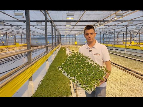 Rozsadnik - profesjonalna produkcja rozsady w Bogucicach