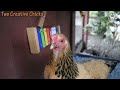 Funny Chicken (zmok) - Známka: 3, váha: malá