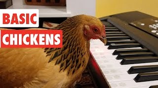 Basic Chickens  Funny Chicken Video Compilation