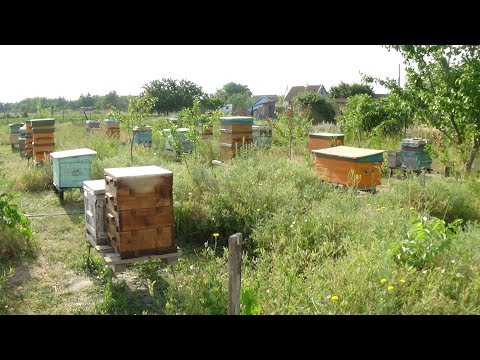 Летняя профилактика ЕдК против варроа, борьба с клещём