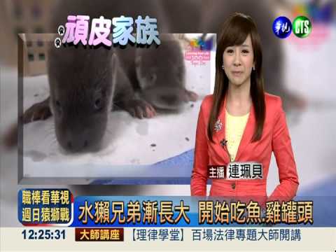 水獺兄弟漸長大 開始吃魚.雞罐頭