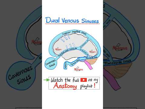 Dural venous sinuses - Neuroanatomy…#neuro #anatomy #physiology #biology #brain #nurse #doctor