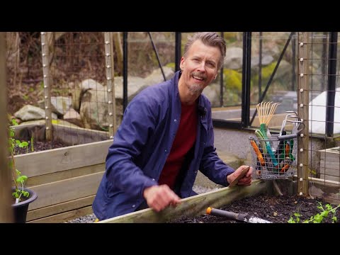 Kökets trädgård del 6 - Så och odla ärtor - Köket