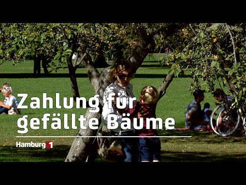 Senat beschließt neue Baumschutzverordnung