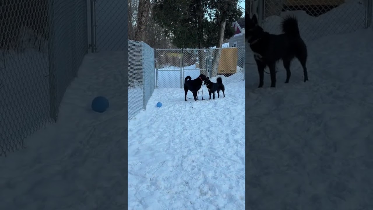 Enlarge Cici, a ADOPTABLE mixed breed in Bedford Hills, NY video 2/3