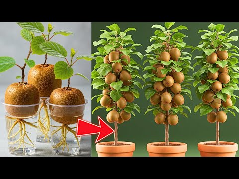 How to Grow Kiwi Plant from Kiwi Fruit at Home | Planting Kiwi Plants | Growing Kiwi Fruit
