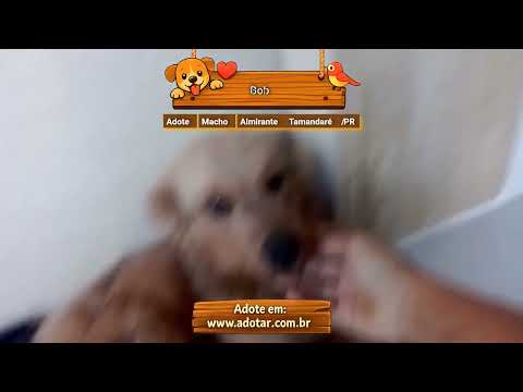 Vídeo de Bob
