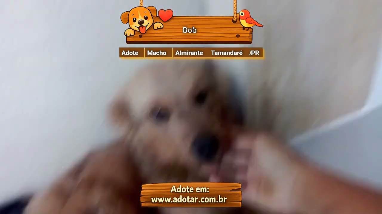 Cachorro raça SRD-ViraLata idade 3 anos nome Bob