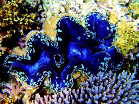 NUMA LA KERMESSE - One Step du Nord 3