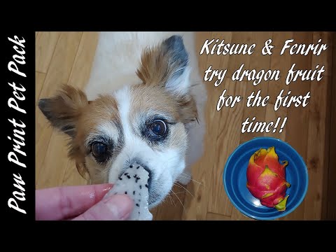 My Dogs Trying Dragon Fruit For The First Time!