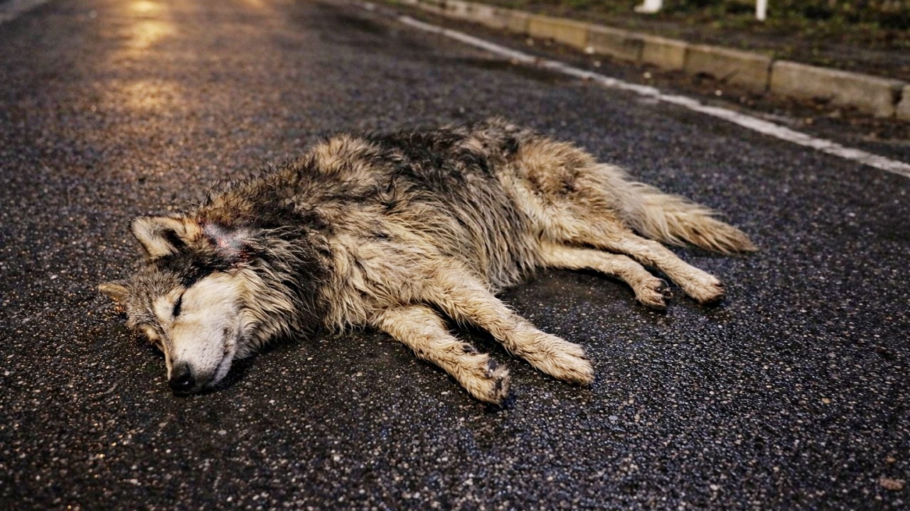 動けないまま路上に放置された犬…凍える夜の絶望から“本当の家族”に出会うまで【実話】 From a frozen night of despair to finding his