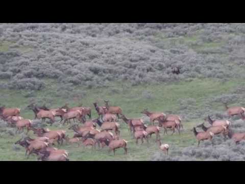 Grizzly Bear Chases Elk in Yellowstone NP