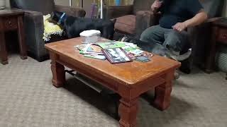 Video preview image #1 Doberman Pinscher Puppy For Sale in Buffalo, MN, USA