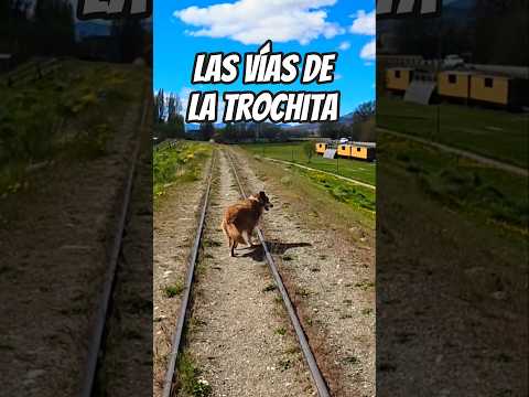 COMO ES EL MAITÉN EN CHUBUT #patagoniaargentina #perfectoviajexargentina