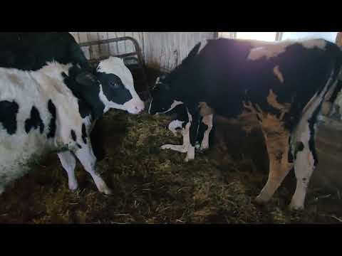 (2) Holstein Bulls | Medium Flesh, Est Weight 500#, 6 Months Old | AI ...