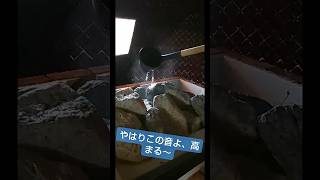 スパジアムジャポン セルフロウリュウ #shorts #short #スパジャポ