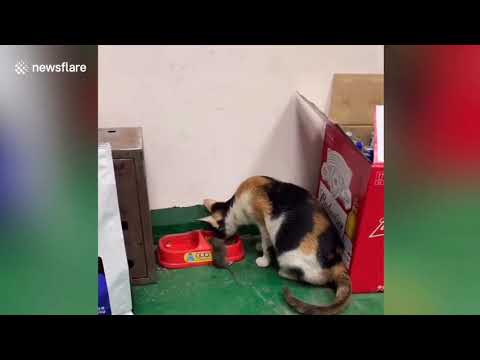 Cat carries mouse over to food bowl so they can dine  - Kot przenosi mysz do..