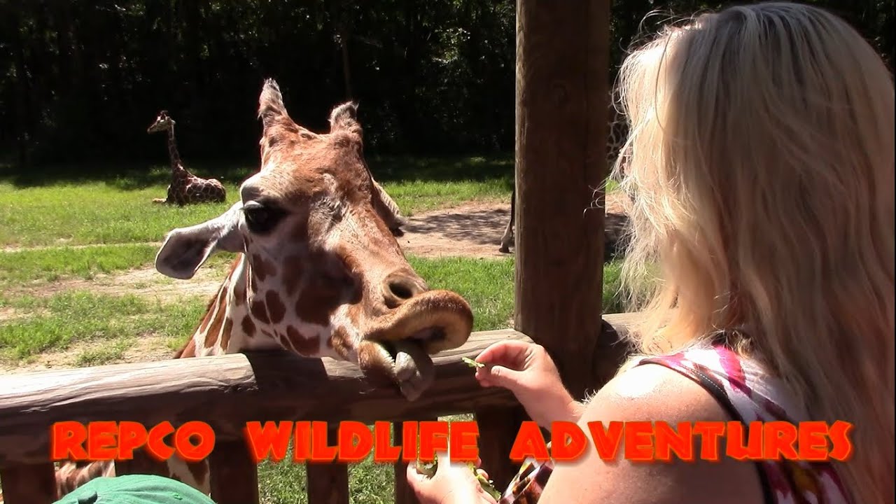 Promotional video thumbnail 1 for REPCO Wildlife Encounters