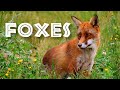 All About Foxes For Kids Animal Videos For Children FreeSchool