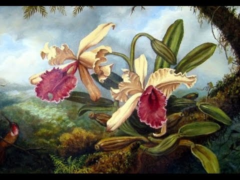 Orchid Hunter - Tom Hart Dyke