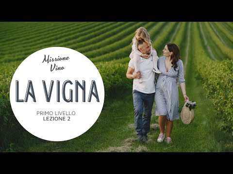Lezione 2: La vigna