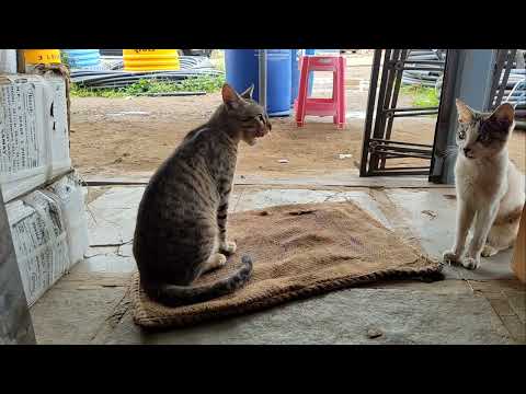 Tara or Sitara #cat #video