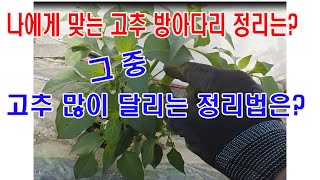 나에게 맞는 고추 방아다리 정리는? 그 중, 고추 많이 달리는 정리법은?(고추 재배, 고추 심기, 고추 다수…