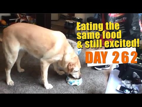 Learning From Dogs - Spud Fit Challenge day 262