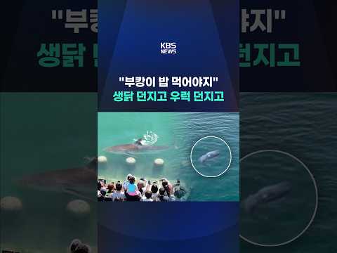 "부캉이 밥 먹어야지" 생닭 던지고 우럭 던지고 #shorts / KBS