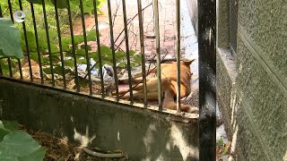 Отровиха три кучета в района на "Тих Труд" в Хасково