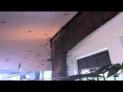 Wasp Nest Removal In Chiswick W4