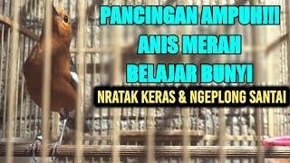 Download lagu PANCINGAN ANIS MERAH BELAJAR BUNYI DENGAN SUARA NRATAK KERAS DAN NGEPLONG SANTAI DI PAGI INI mp3