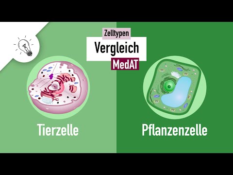 Zelltypen II - Tierzelle vs. Pflanzenzelle Vergleich | MedAT | Biologie