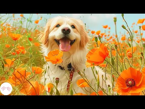 11 HORAS de música relajante para perros para dormir profundamente🐶🎵Alivio contra la ansiedad por...