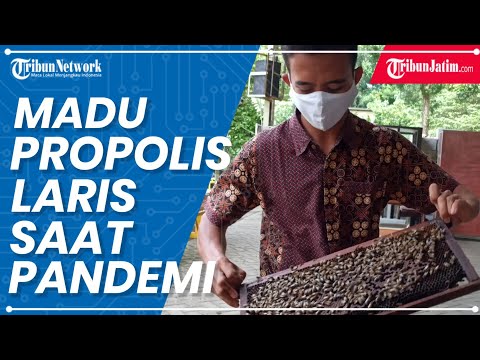 , title : 'Prospek Bisnis Madu Saat Pandemi Covid-19 Tetap Menjanjikan, Madu Propolis Paling Laris Diburu'