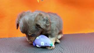 ハーフ犬の動画01