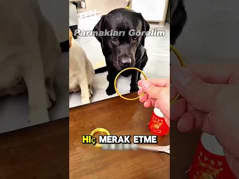 Tatlı Köpeklerin Sihirli Bilekliği! 😱🥰
