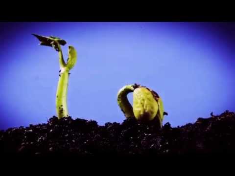 Paranoiac - Sí, Ya Sé... (Official Video)