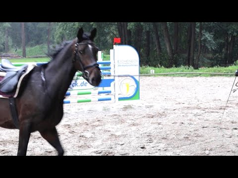 Pferd darf nicht mehr geritten werden! Ariane Telgen überprüft Befund einer Berufskollegin