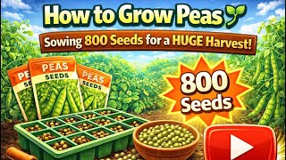 How to Grow Peas 🌱 Sowing 800 Seeds for a HUGE Harvest!