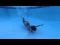 Underwater Swimming Pool Bikini Fun