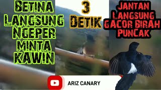 Download lagu Ngeriwik suara buat murai batu cepat langsung kawin cepat bertelor dan murai jantan langsung gacor mp3 Download lagu Ngeriwik suara buat murai batu cepat langsung kawin cepat bertelor dan murai jantan langsung gacor mp3