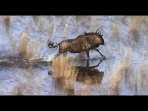 Trailer-Vorschau: Passion for Planet