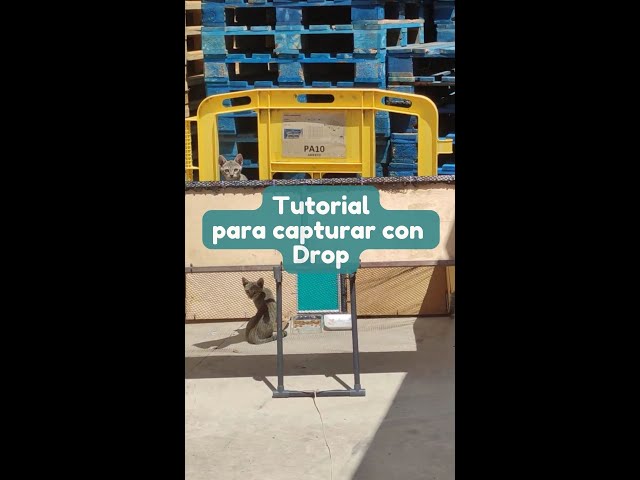 Vídeo relacionado con Tigre Atrapasueños Tribe Chief Feathers Rugiendo Gato Indio PopSockets PopGrip Intercambiable