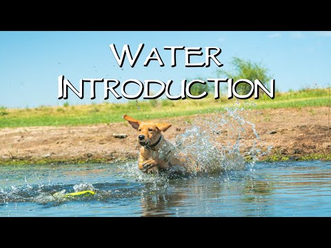 Labrador Retriever Puppy Water Introduction - Gun Dog Training