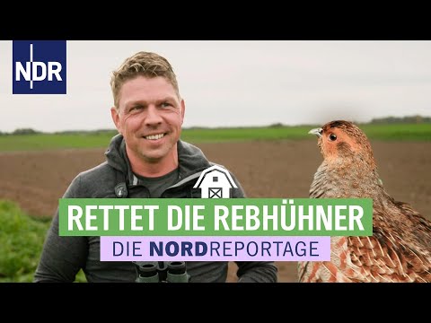 Runter von der roten Liste: die Rebhühner müssen gerettet werden | Die Nordreportage | NDR