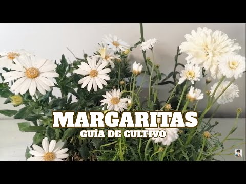 , title : 'Guía de la margarita chuyito jardinero'