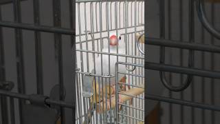 出してほしいアピール👀w #文鳥