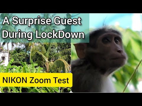 Zoom Test:  Surprise guest in our Colony - Monkey | Nikon 42x Optical| LockDown Days